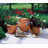 Ketzaly Pot Planter-1368620234-1368620236