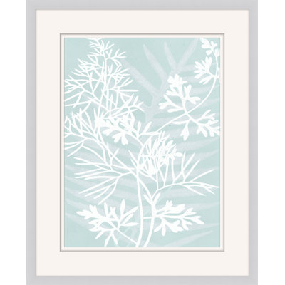 Delicate Fern Assimilation " Delicate Fern Assimilation 4 "