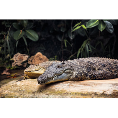 River Crocodile par Kalender