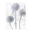 «Floral Wedgewood Allium» sur toile-90733676