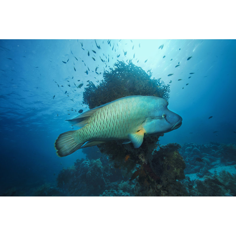 Napoleonfish by Ultramarinfoto - Wrapped Canvas Print, 20cm H x 30cm W x 3.8cm D