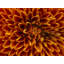 Orange par Harold Davis - photographie-71202036-71202037