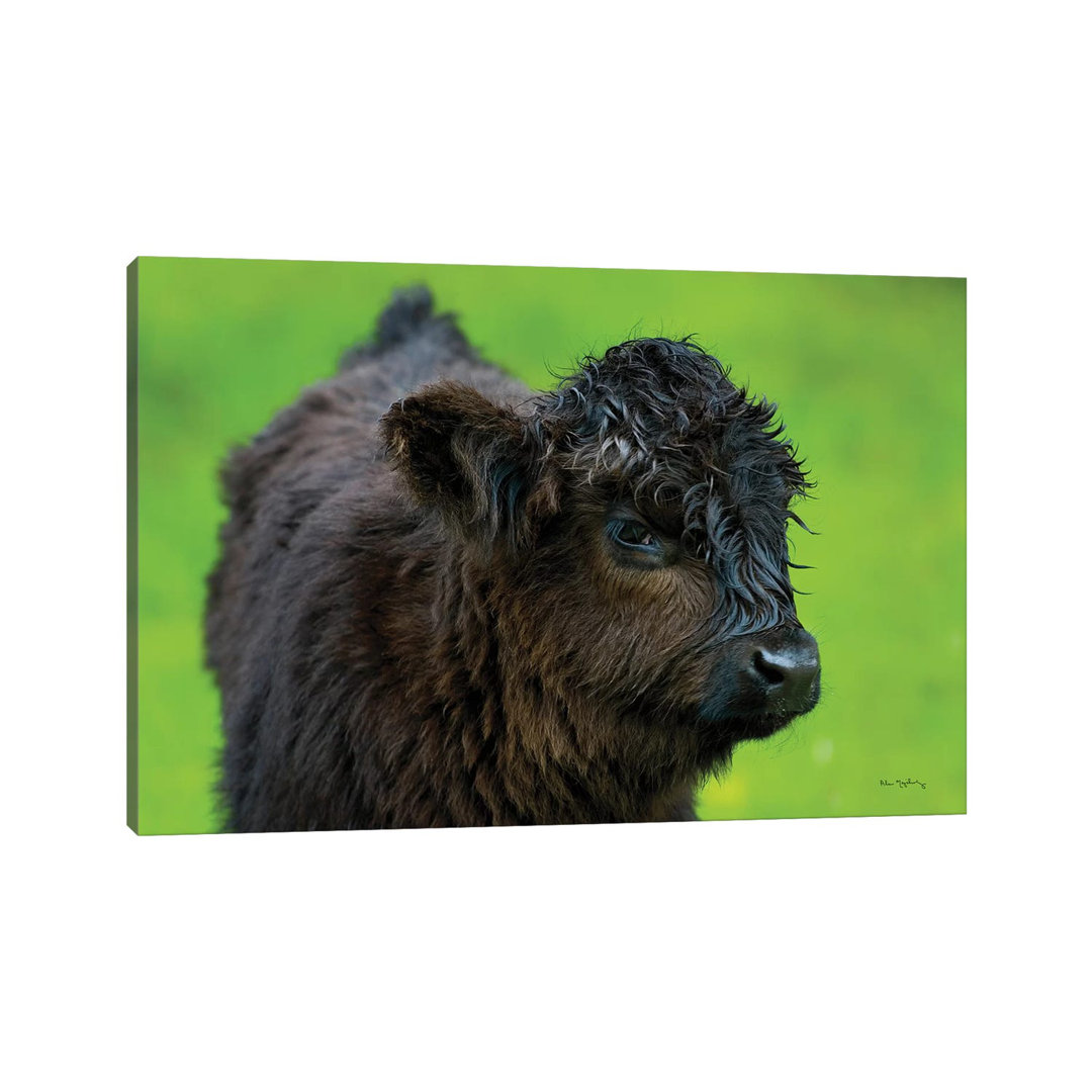 Scottish Highland Cattle XI by Alan Majchrowicz - Wrapped Canvas Gallery-Wrapped Canvas Giclée