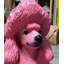 Statue de chien rose caniche grandeur nature
