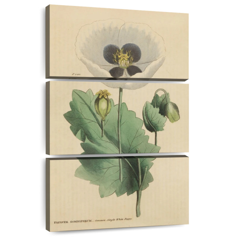 Herbal Botanical XV, 38" H x 24" W