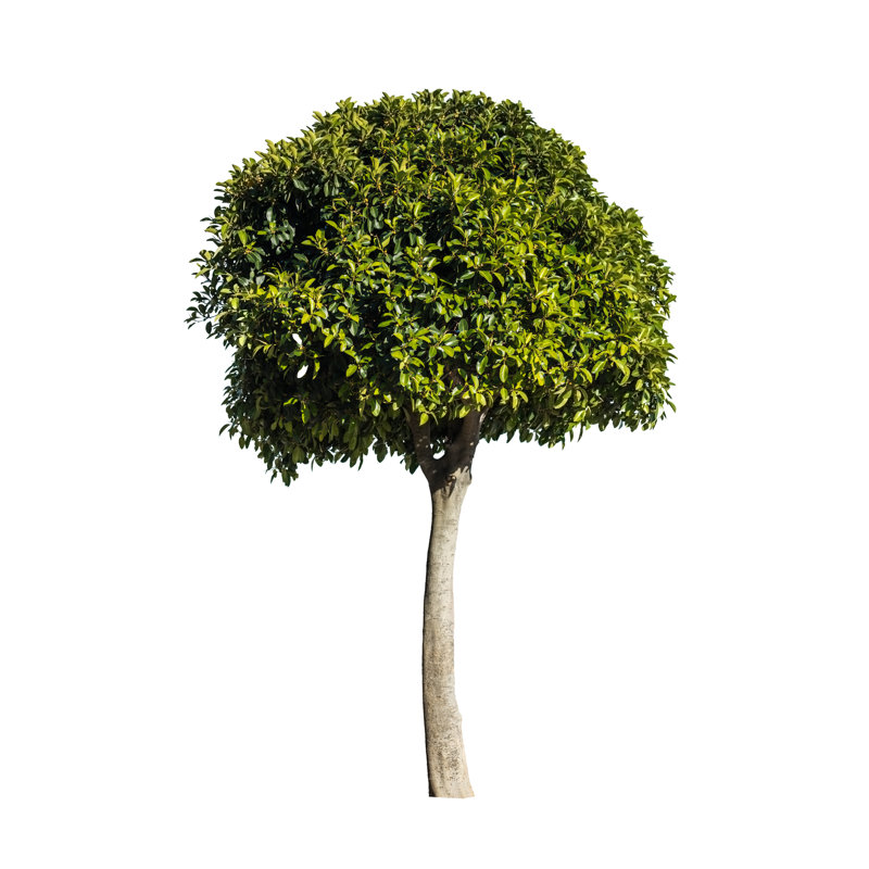 Arbre isolé sur fond blanc par Sankai, H 48 po x l 32 po