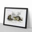 Raccoon Illustration by Charles D'Orbigny - Picture Frame Painting Print-55601714-55601712