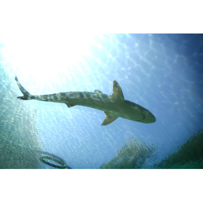 Requin! par Wibs24