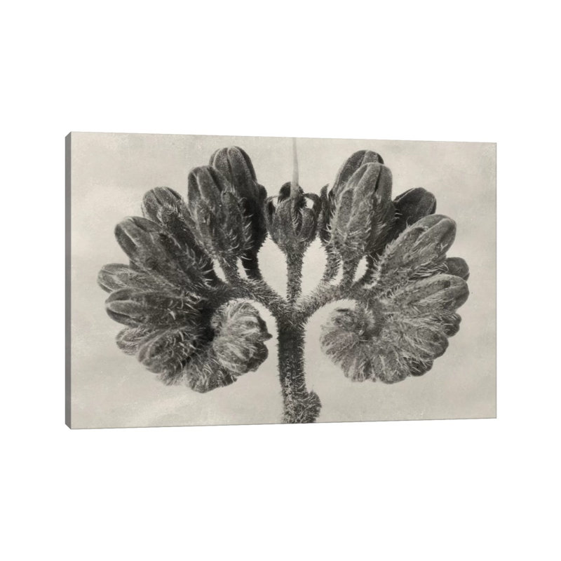 Blossfeldt Botanical VIII by Karl Blossfeldt - Wrapped Canvas Print, 20.32cm H x 30.48cm W x 1.91cm D