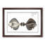 Flounder Fish by M.E. Bloch - Framed Print-55576381-55576385