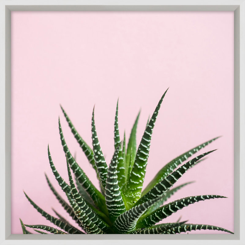 Cacti On Pink 3 Print by Mat Sanders