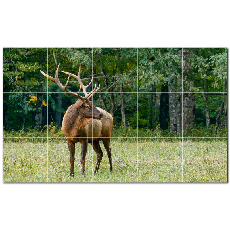 Cerf photo 8 x 8