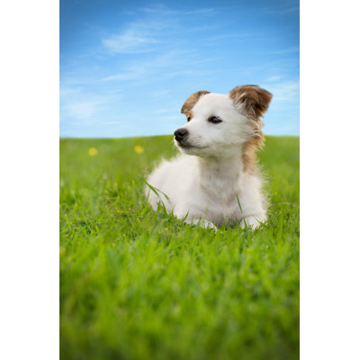 Dog Sitting On Grass by MediaProduction - No Frame Art Prints on Canvas