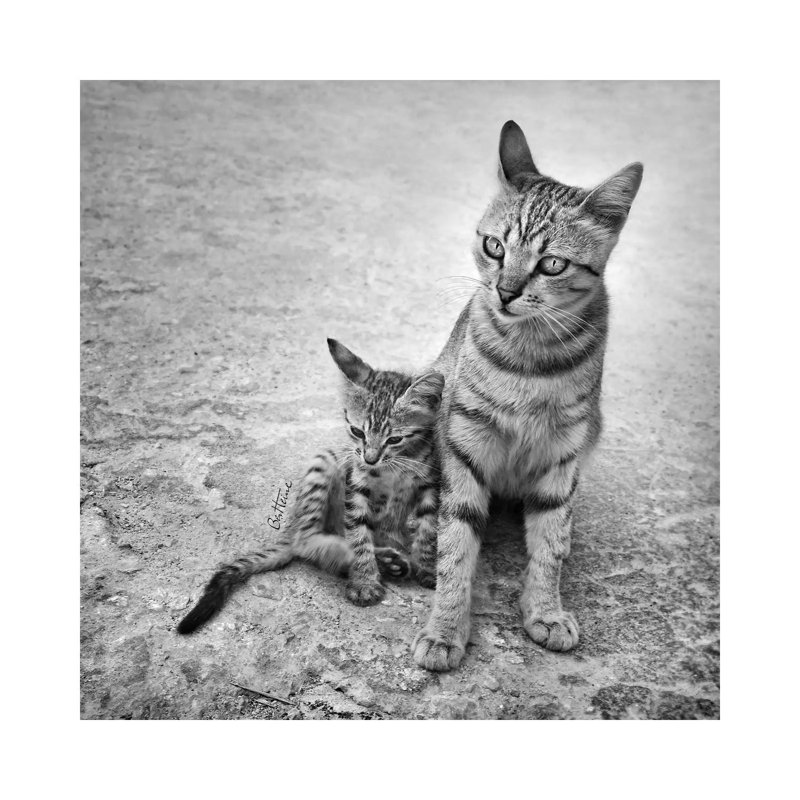 « Never laisse me alone » par Ben Heine-reproduction de photo, Toile tendue, H 12 po x l 12 po x P 0,75 po, Pas de tapis