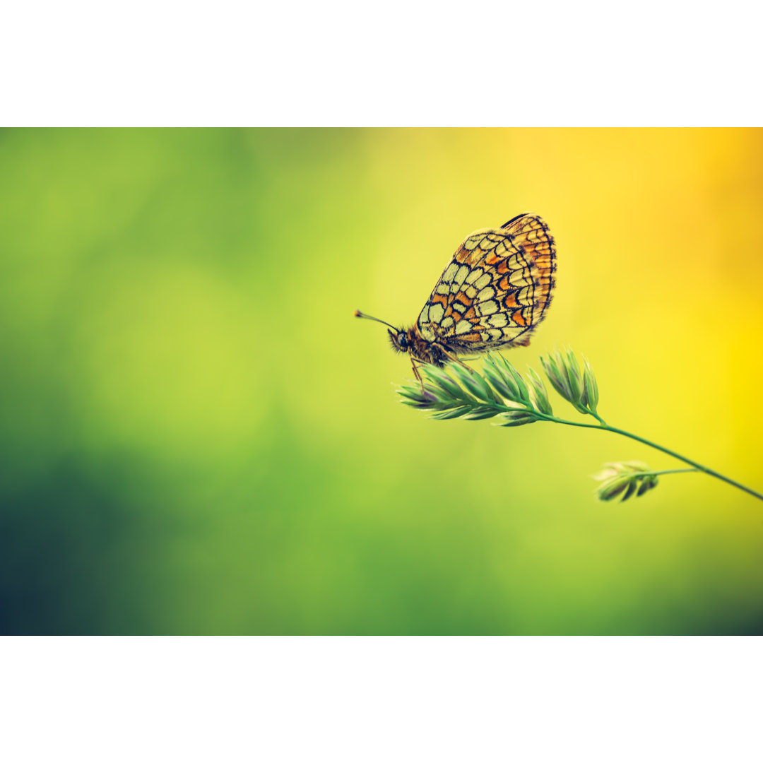 Leinwandbild Vintage Foto von schönem Schmetterling auf Pflanze sitzend