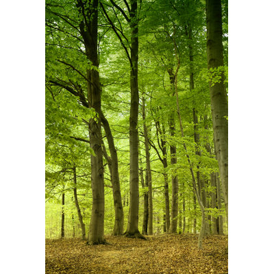 Magical and Bright Beech Forest by Dirkbaltrusch