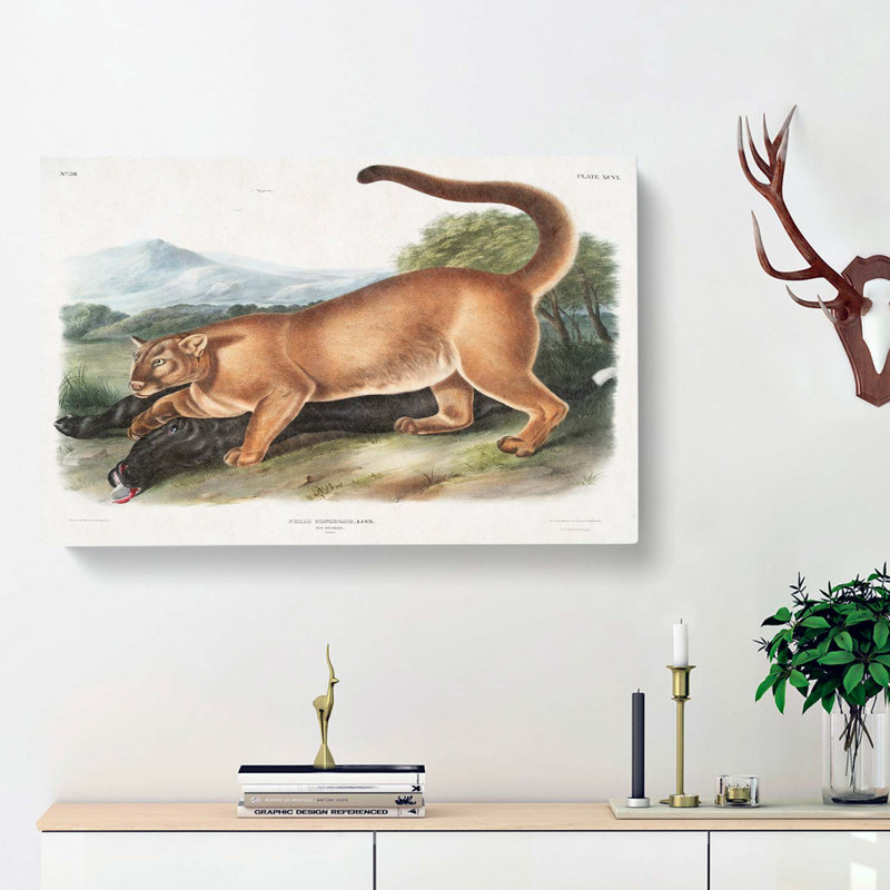 Cougar by J.W. Audubon - Wrapped Canvas, 50cm H x 76cm W x 3cm D