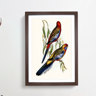 Adelaide Parakeets 1 Piece Single Picture Frame Painting