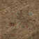 Premium Machine Washable Ducote AMF1130 Global Rug