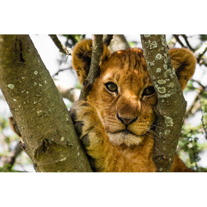 Cute Lion Cub by Nstanev - Wrapped Canvas Print, 81cm H x 122cm W