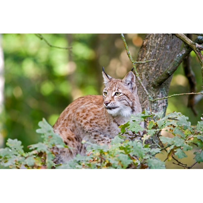 Lynx by Ayimages