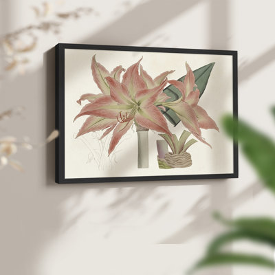 Amaryllis Varietals III -Framed Print - Restickable