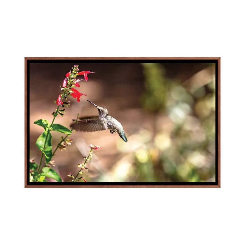 Colibri en vol avec une fleur sauvage rouge par Susan Schmitz - reproduction d'art, H 18 po x l 26 po x P 1,5 po, Aucun mat
