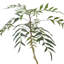 Faux neem-1319468629