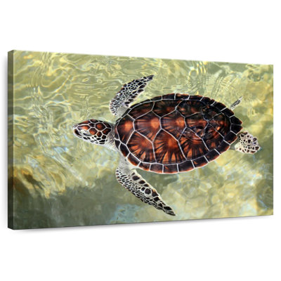 Brampt Cayman Turtle