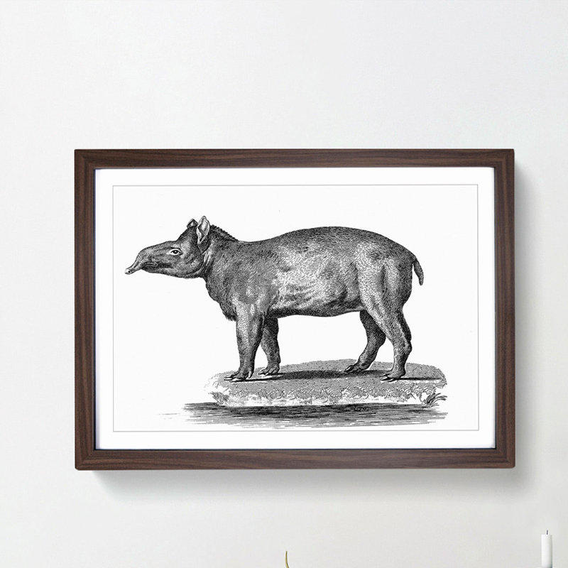 Tapir in Black & White by George Shaw - Picture Frame Drawing Print, 48cm H x 65cm W x 2cm D, Walnut Framed