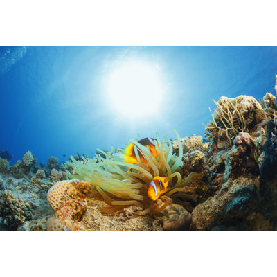 Anemone Clownfish by Ultramarinfoto