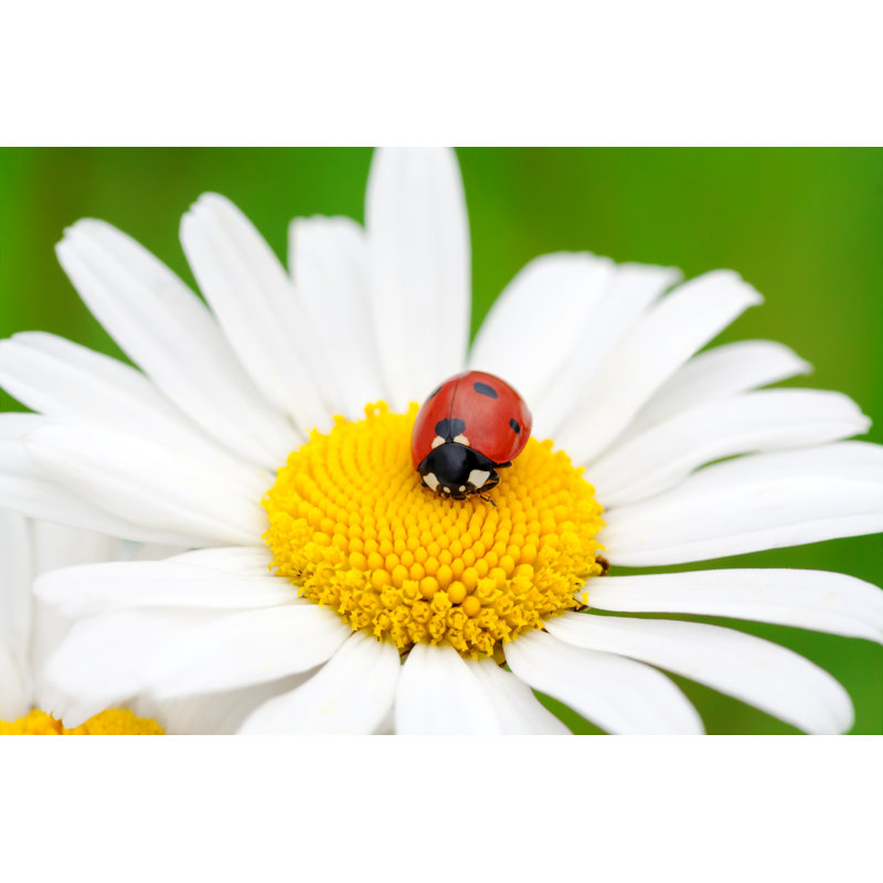 Abbiegale Ladybird - Wrapped Canvas Print, 20cm H x 30cm W x 3.8cm D