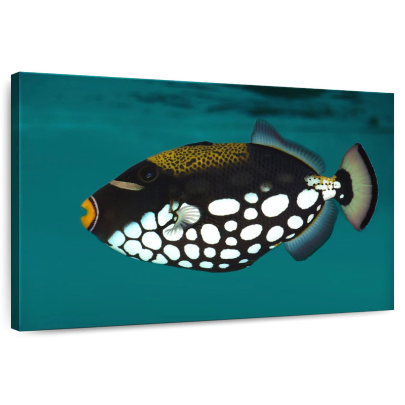 Clown Triggerfish Pet, H 20 po x l 30 po