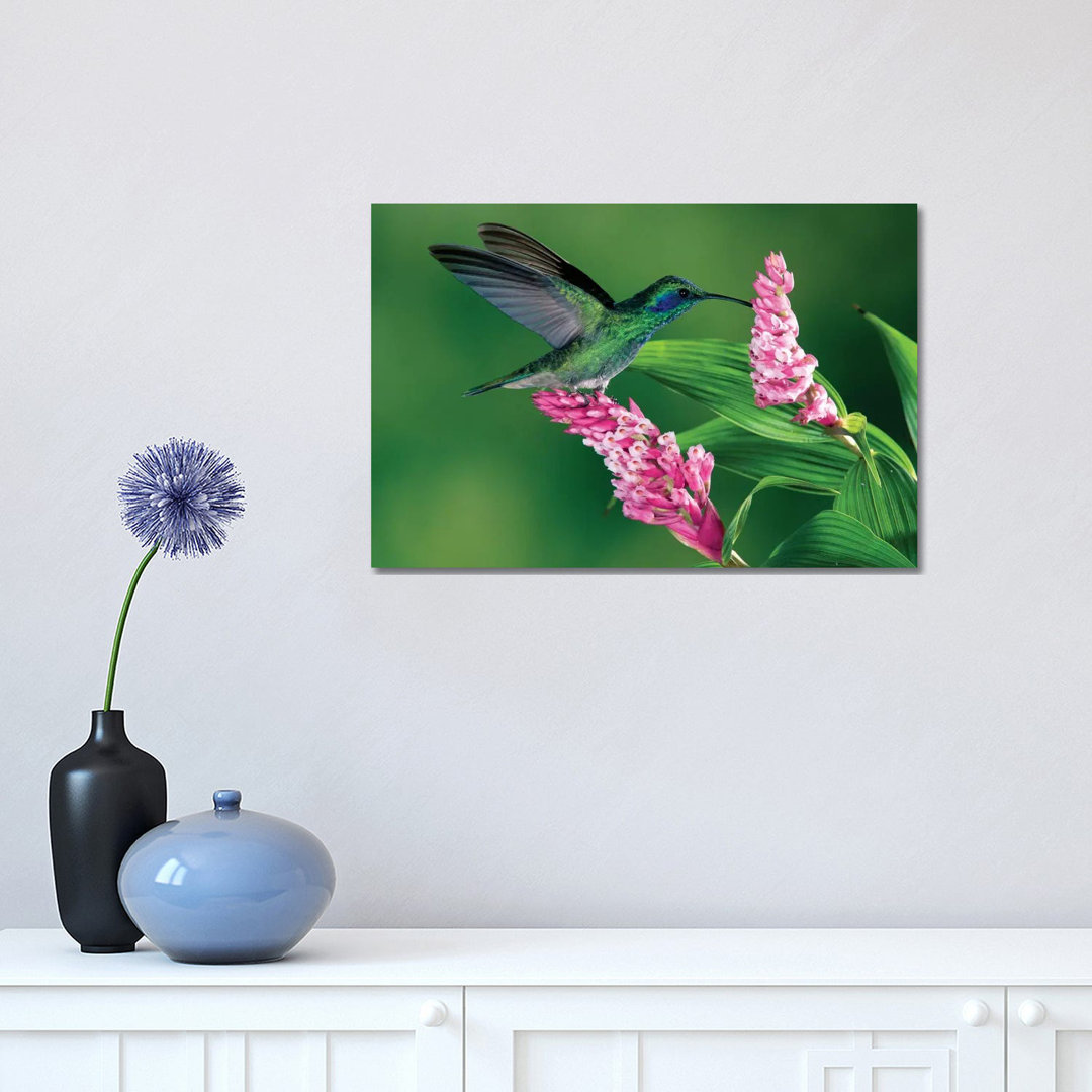 Ear Hummingbird Feeding At And Pollinating Epiphytic Orchid, Costa Rica by Michael & Patricia Fogden - Wrapped Canvas Gallery-Wrapped Canvas Giclée