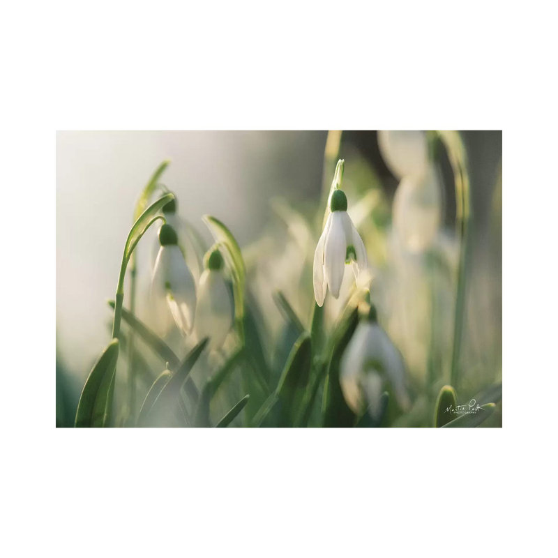 Snowdrops by Martin Podt - Wrapped Canvas Gallery-Wrapped Canvas Giclée, 66.04 cm H x 45.72 cm W