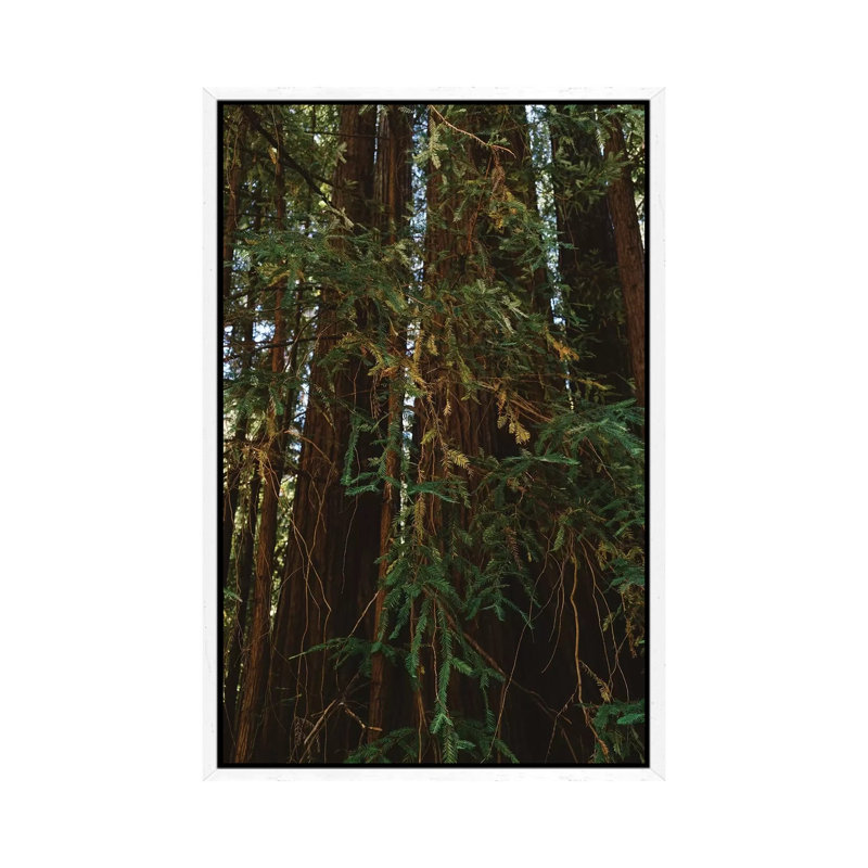 Redwood Forest V by Bethany Young - Print on Canvas, White Framed, 101.6cm H x 66.04cm W x 3.81cm D