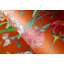 Harldson Mo'orea Inspired Flowers And Birds 8.5 m x 70cm Wallpaper Roll-20605903