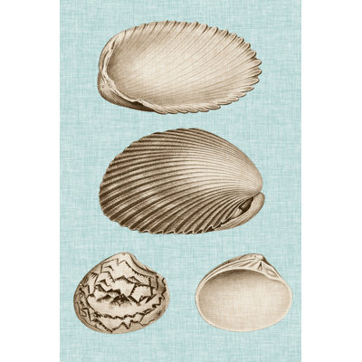 Sepia & Aqua Shells VIII - Wrapped Canvas Print
