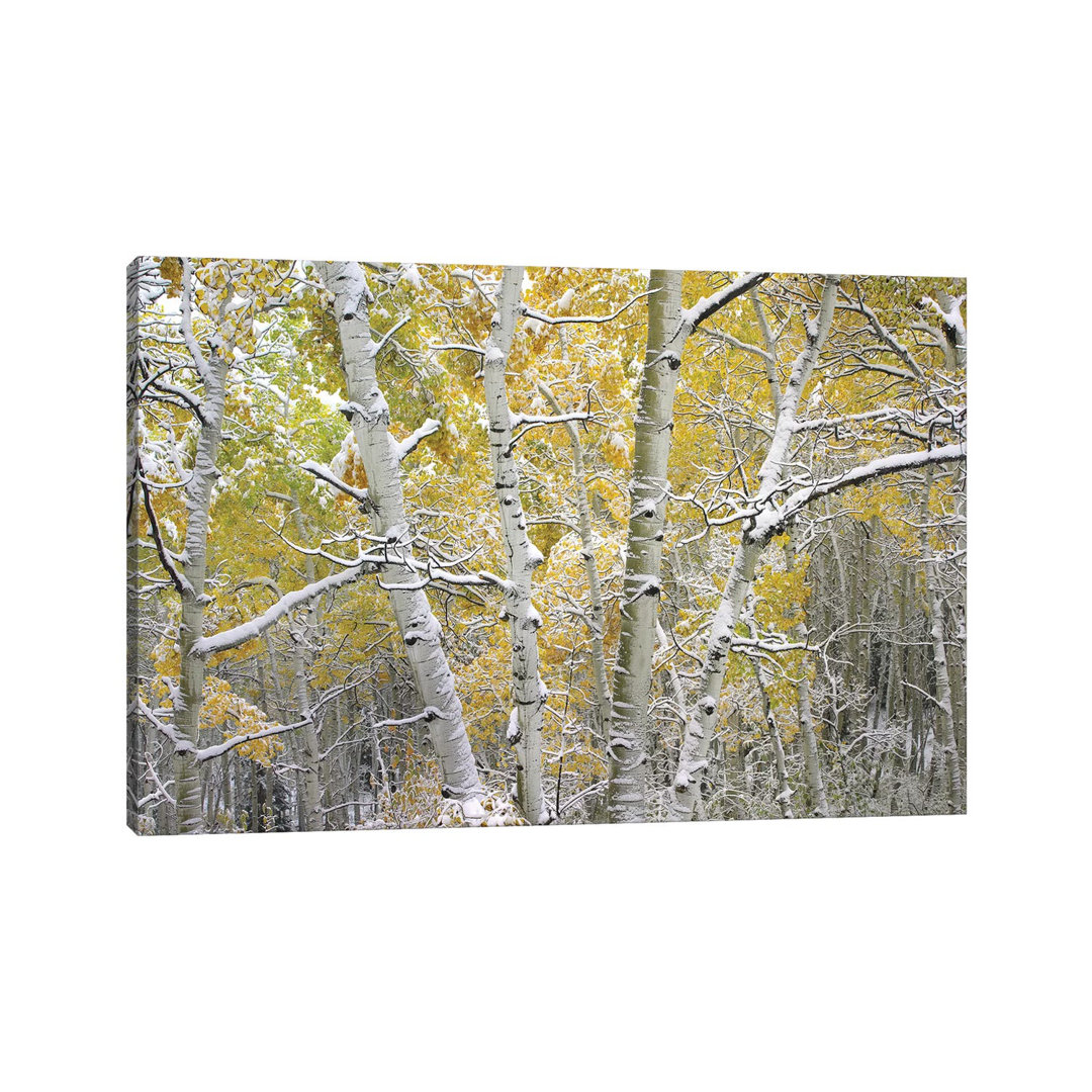Quaking Aspen Trees Covered With Snow Near Kebbler Pass, Gunnison National Forest, Colorado I by Tim Fitzharris - Wrapped Canvas Print