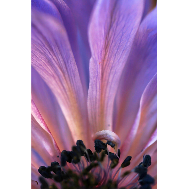 Smithtown Mauve Blossom par Astrid860, H 48 po x l 32 po