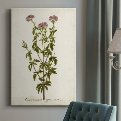 " Antique Herb Botanical I "