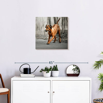 Brampt Rhodesian Ridgeback Puppy