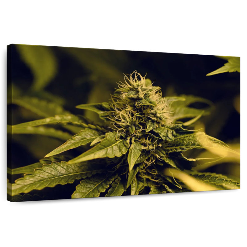 Floraison d'une plante de marihuana, H 8 po x l 12 po