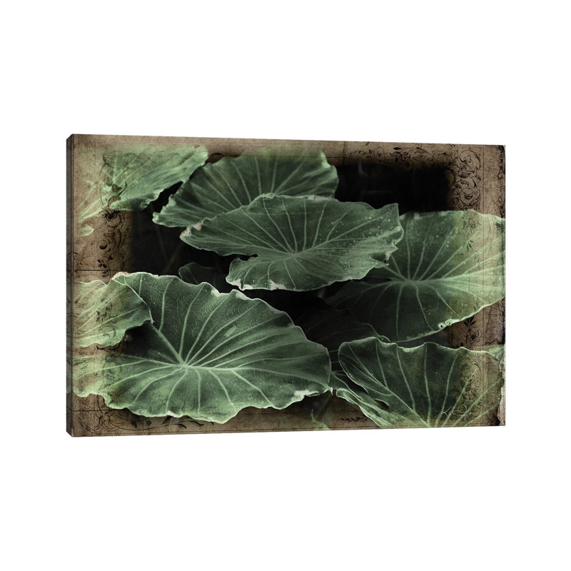 Vintage Hosta by Katrina Jones - Wrapped Canvas Painting, 20.32 cm H x 30.48 cm W