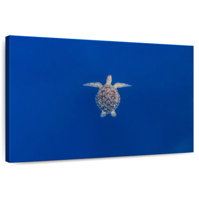 Brampt Blue Sea Turtle