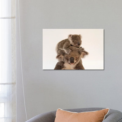 A Mother Koala Named Augustine And Her Baby At The Australia Zoo Wildlife Hospital In Queensland by Joel Sartore - Gallery-Wrapped Canvas Giclée on Canvas