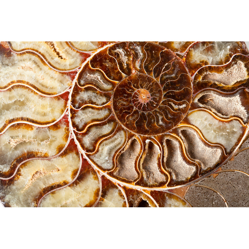 Beautiful Ammonite Mineral by KatarzynaBialasiewicz - Wrapped Canvas Print, 81cm H x 122cm W