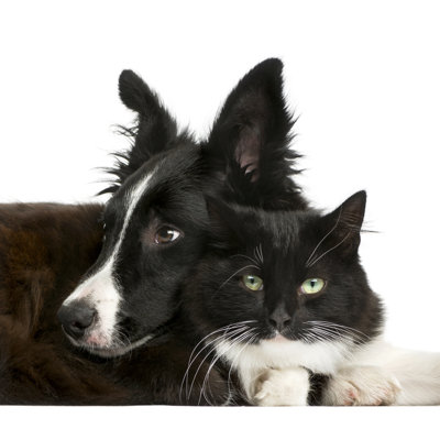 " Border Collie And Cat "