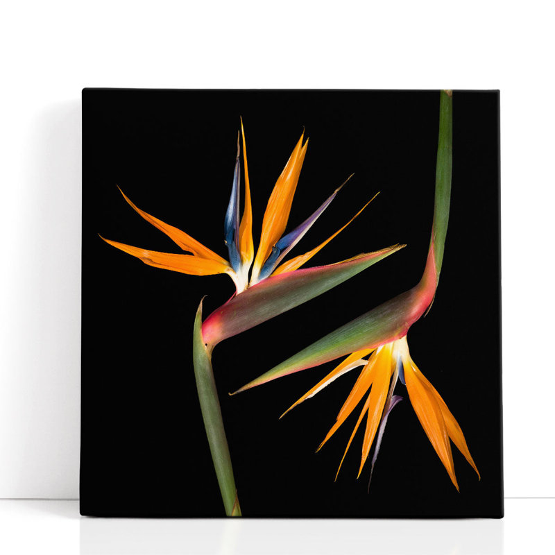 Deux hélicias - reproduction d'art sur toile, H 30 po x l 30 po