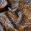 Serpentine Dragon Fabric-1446283184